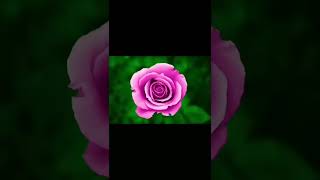 Adobe Photoshop #art #animation #rose #digitalart