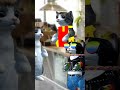 Хз #catsimulatoranimallife #csal #meme #youtube #video #cat #shorts #video #fyp #minecraft #мем