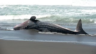 Download Lagu Gazans ‘horrifically’ kill rare whale shark dragged from ocean MP3 Download Lagu Gazans ‘horrifically’ kill rare whale shark dragged from ocean MP3