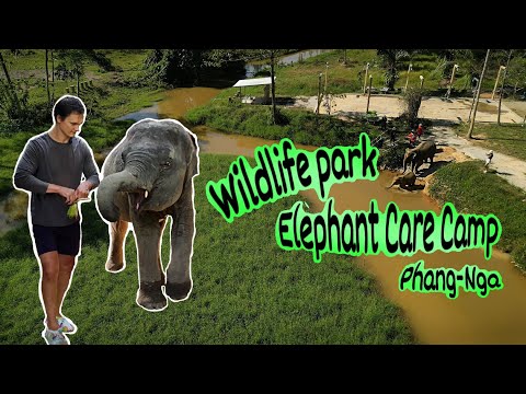 Прогулка по джунглям Таиланда со слоном (Wildlife park Elephant Care Camp &quot;Phang-Nga&quot; ).