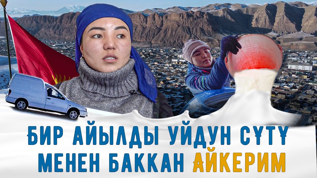 Бир айылды уйдун сүтү менен баккан Айкерим