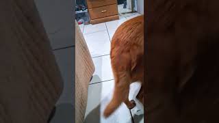 el canelo demostrando que obedese cuando lo mando a traer algo... #elcanelo #parati #perros