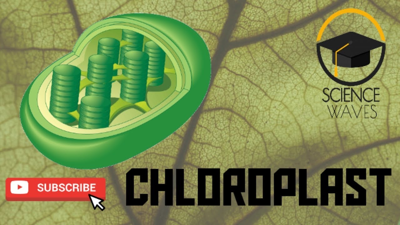 Chloroplast Cell in living organisms F.Sc O Level