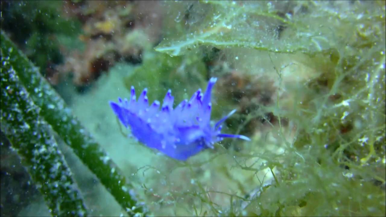 Flabellina affinis
