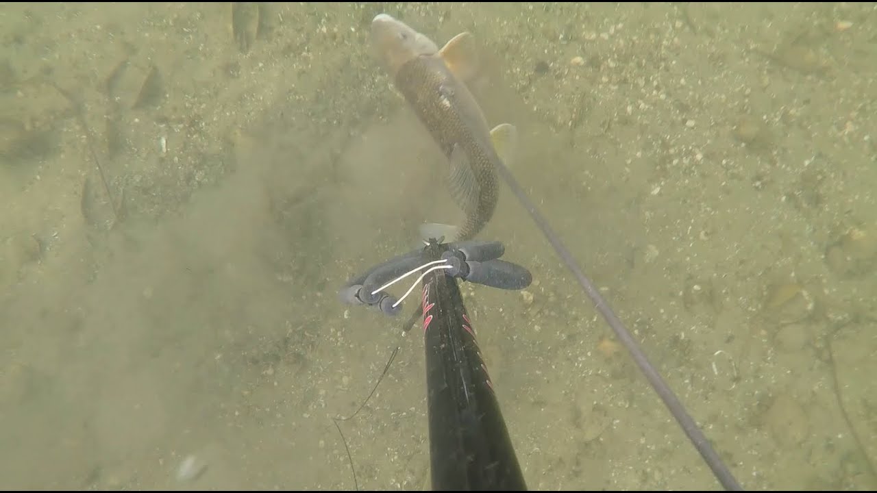 2021 Minnesota Spearfishing Opener (Underwater) YouTube