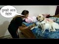 Tik Tok on all cute and talented dog 🐕 | funny video | DMK zone