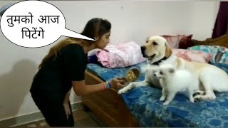 Tik Tok on all cute and talented dog  | funny video | DMK zone