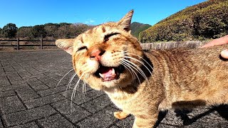 公園にいた野良猫をナデナデしたら凄いガラガラ声だった