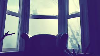Hello From My Quarantine (an Adele “Hello” parody)