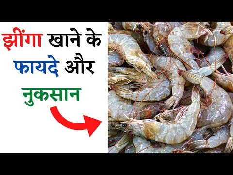 झींगा मछली खाने के फायदे और नुकसान | Health Benefits Of Prawns Fish | Health Fitness Tips In Hindi