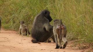 Roadblock - Baboon!. Second Day Kruger Park, Part 4