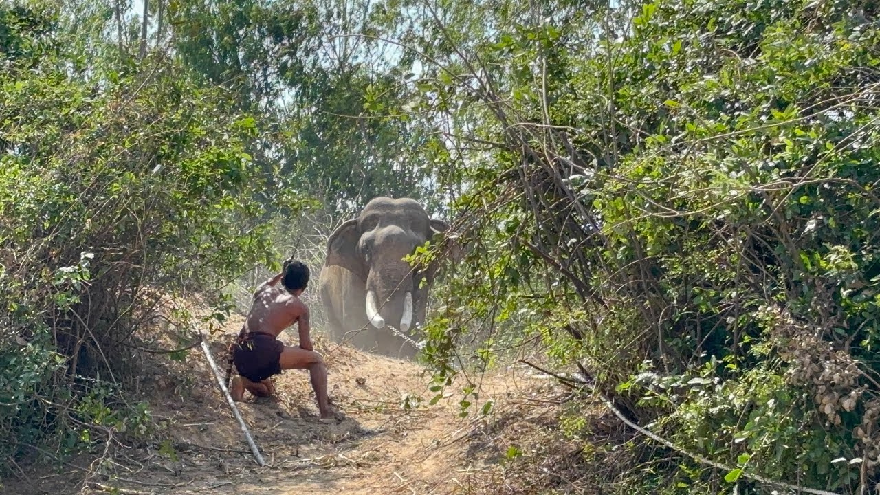 ใครเป็นตัวช่วยที่ดีที่สุด แม่ควาญหรือแม่วาสนา😆