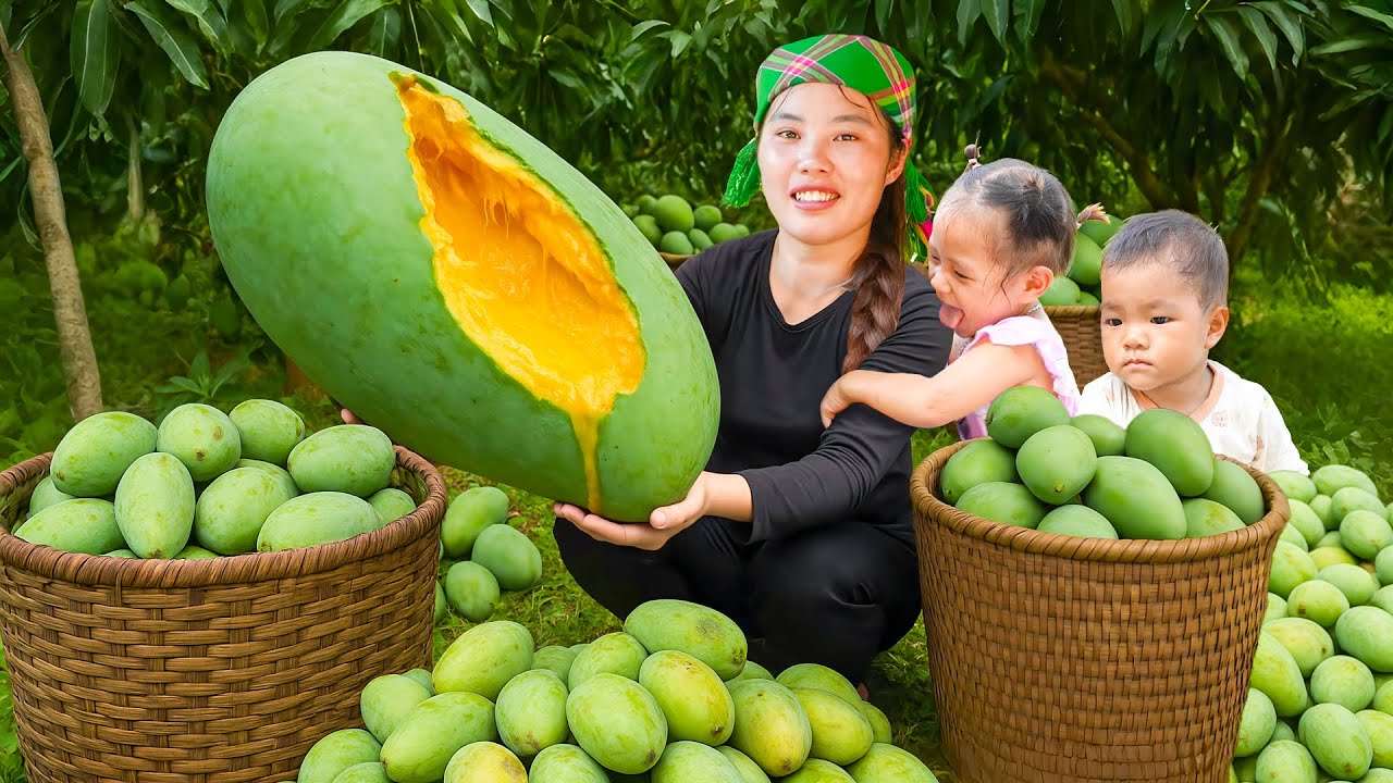 Harvesting 2500+ super sour green mangoes to sell at the market, cooking for my children