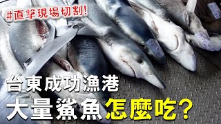 鯊魚可以抓這麼多嗎 ? ! 5000公斤鯊魚跟鮪魚在競標，成功漁港現場鯊魚處理的畫面真的太衝擊了 !