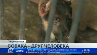В 2017 году в Петропавловске собаки помогли раскрыть около 900 преступлений В 2017 году в Петропавловске собаки помогли раскрыть около 900 преступлений