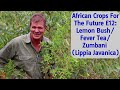 African crops for the future e12 lemon bushfever teazumbani lippia javanica