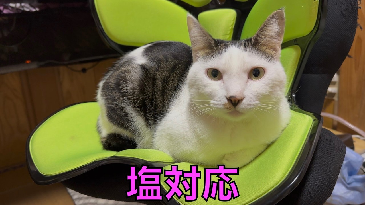 保護猫ナターシャの558日目：コミュニケーション能力