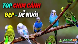 Top 10 Loại Chim Cảnh Dễ Nuôi Nhất Hiện Nay | Chim Cảnh Đẹp Giá Rẻ screenshot 4