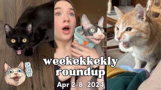 ekekekkekkek compilation  Cat Chirps, Chitters & Clicks (Weekly Roundup: Apr 28, 2024)