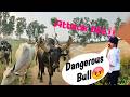 Dangerous Bull Attack on Me 😡😡‼️..#dailyvlog #minivlog #farming #ytshorts #kisan#bullfight#viral