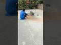 Funny Animal's Memories!😸#Zoology, #Nostalgia, #Funny, #AtharMailz, #Shorts