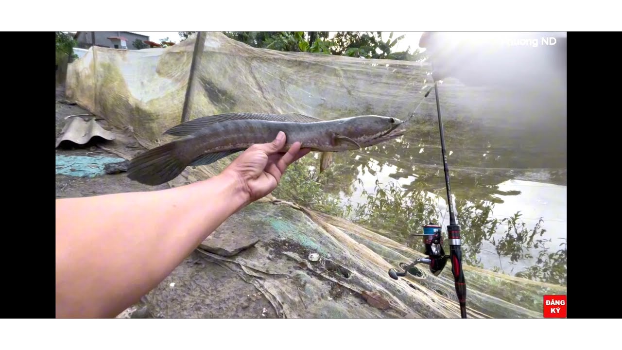 Đi dạo những cái ao câu cá lóc