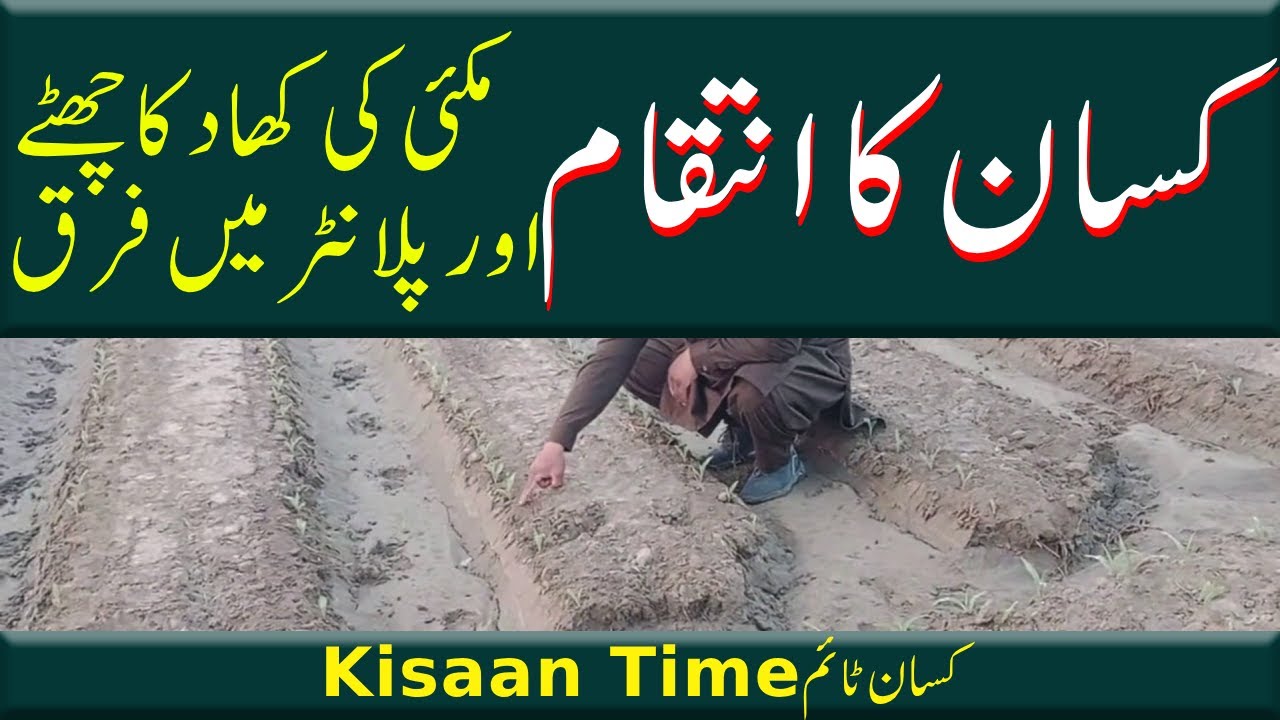 کسان کا انتقام ، مکئی کی فصل اور کھاد کا طریقہMakai ki fasal aur khad ka tarika کسان تآئم kisan time