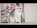 Scottish Fold - Silver kitten - Alfa Assoluto HILLARY