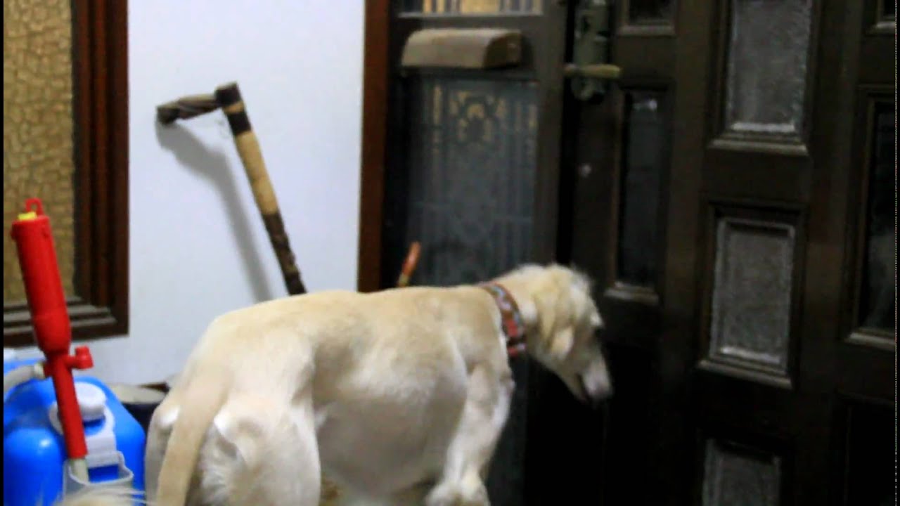 男にはやらねばならぬときがある サイトハウンドのいる暮らし