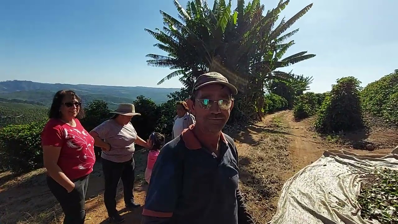 Colheita do café em Cabo verde Minas Gerais. Roça do Paulo e do Régis no bugio.