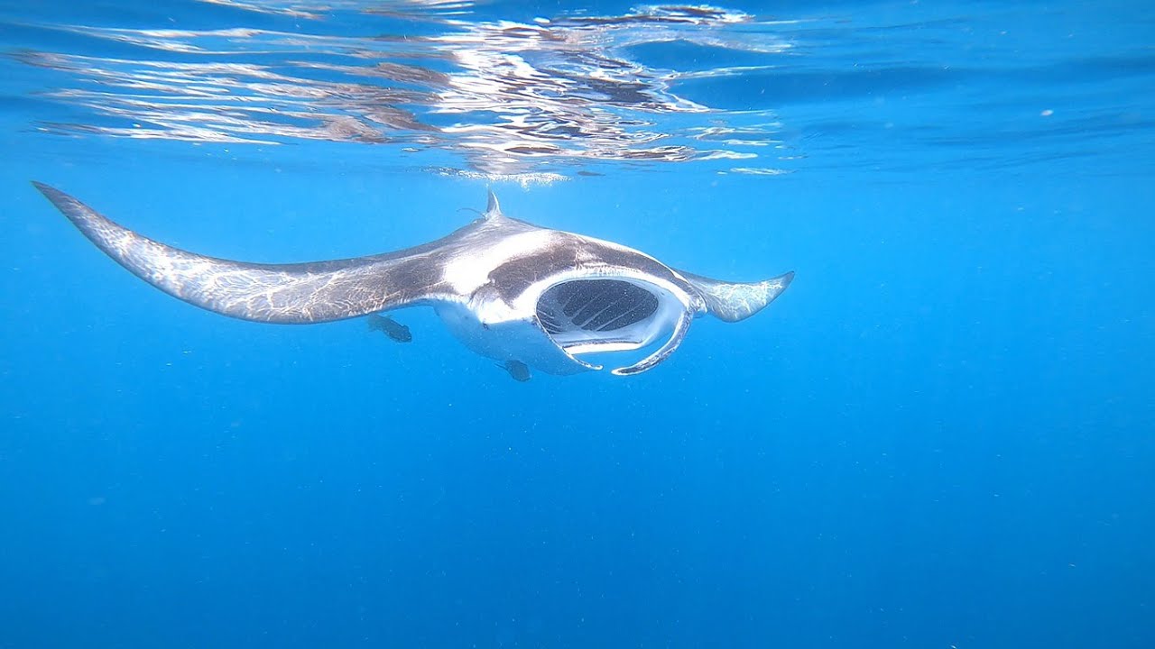 Scuba diving in RasdhooSharks, turtles, mantas, mobulas and eagle rays