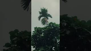 rain therapy 🎶 #trending #viral #shorts #unknown #youtubeshorts