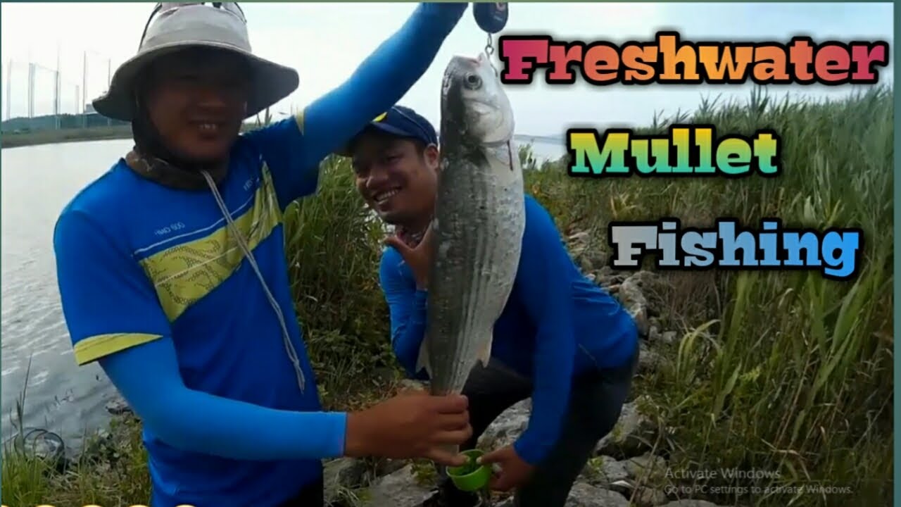 FRESHWATER MULLET FISHING | BANAK 