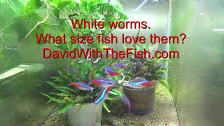 White Worms What size fish? Which fish love white worms?