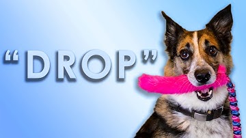 Teach Your Dog to Drop Anything On Cue | Fun & Positive Training | RL Dog Training