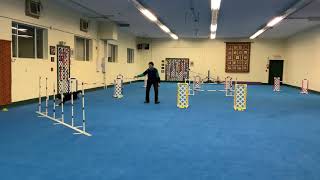 USDAA @ Home Event #110053 Super Q Snooker Module 2 Kasey