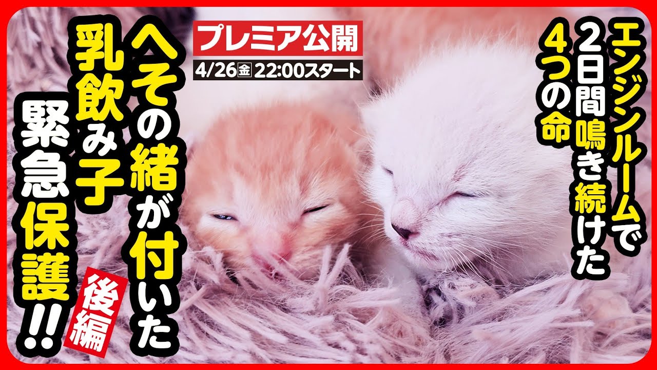 Kitten rescue] We rescued a baby kitten born in the engine room