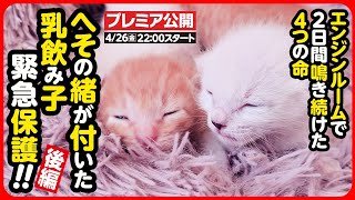 【4/26(金) 22:00公開】エンジンルームで生まれた へその緒がついた乳飲み子を緊急保護しました【後編】