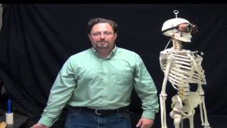 Clinical Correlation - Shoulder Dislocation Anatomy