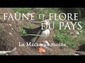 Le Macareux moine (15 secondes)
