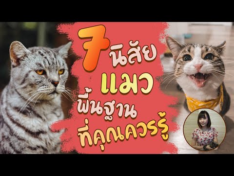 7 นิสัยแมวพื้นฐานที่คุณควรรู้  :EP22