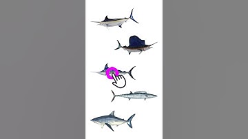 🐟 5 Fastest Fish in the Ocean | Top 5 Fastest Fish in the Ocean #youtubeshorts #shorts