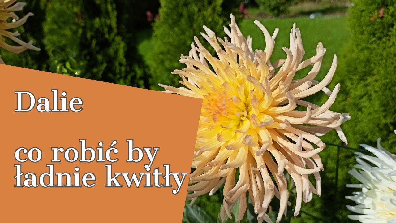 DALIE 🌺 CO ROBIĆ BY ŁADNIE KWITŁY