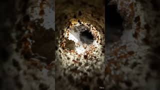 Micro Back-Mounted Camera POV: Red Imported Fire Ant Colony Underground Documentary