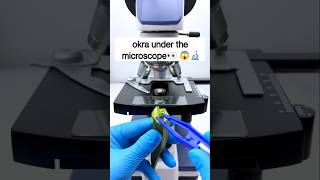 भिंडी under the microscope 😱🔬 #shorts #facts #microscope #ladyfinger