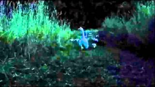 Summer Evening Ducks by Forested 143 views 9 years ago 55 seconds