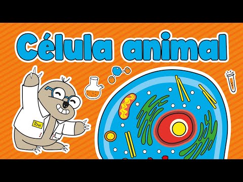 Video: ¿Cuáles son las partes de la célula animal y sus funciones?