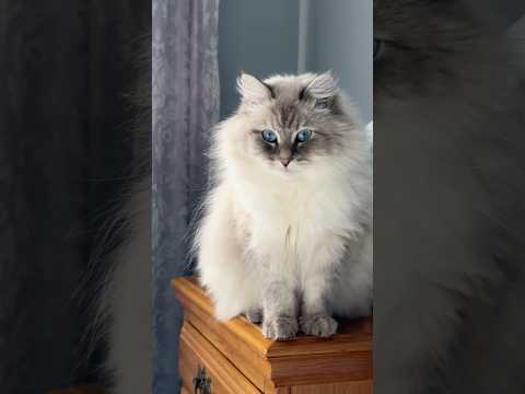 Fluffy Cat’s Adorable Grooming Session!
