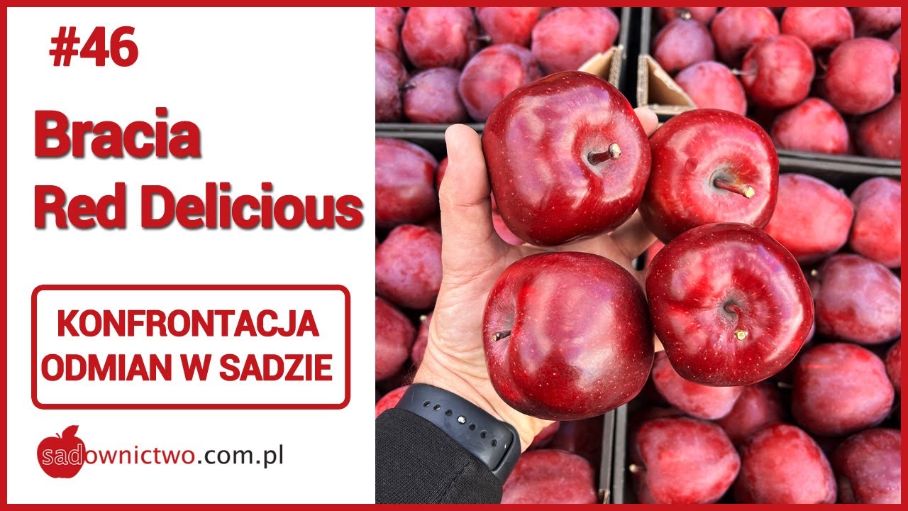 Bracia Red Declicious - 4apples challange