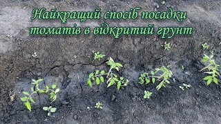 Найкращий спосіб посадки томатів в відкритий грунт